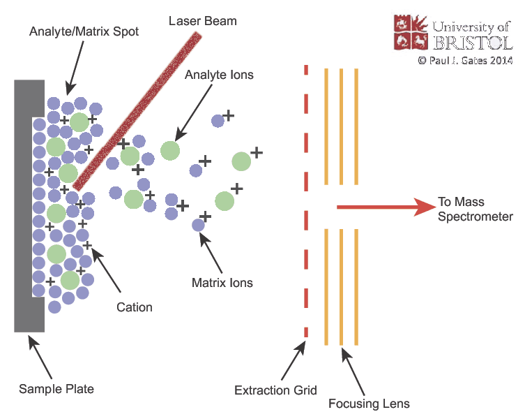 Diagram of the MALDI process