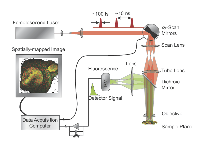 Schematic of a 2PF microscope