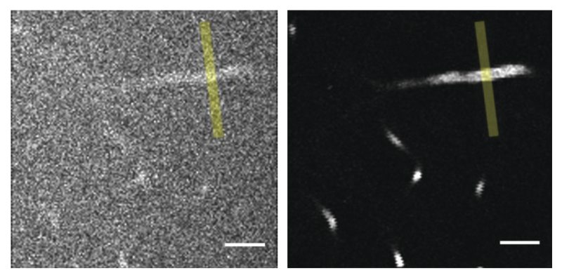 A comparison of images from 2PF (left, at 920 nm) and 3PF (right, at 1300 nm) microscopy of fluorescein-labeled blood vessels 650 µm deep in a mouse cerebellum