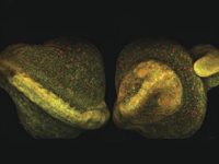 2PF - two-photon fluorescence bio-imaging example