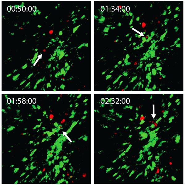 Two-color simultaneous imaging allows for the continuous tracking of T cells and dendritic cells as they interact with mouse skin over several hours