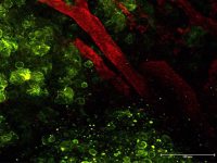 immunology ultrafast laser image