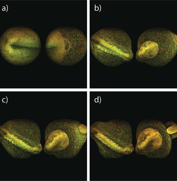 Maximum intensity projection of zebrafish embryo development, taken from both sides over 8 hours