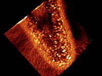 neuroscience ultrafast laser image