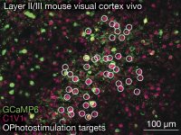 optogenetics ultrafast laser image